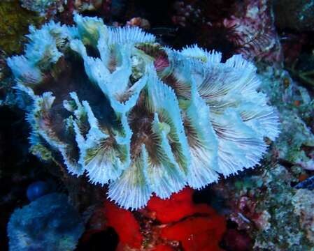 Image of Common lettuce coral