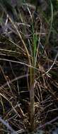 Image of Bulbine favosa (Thunb.) Schult. & Schult. fil.