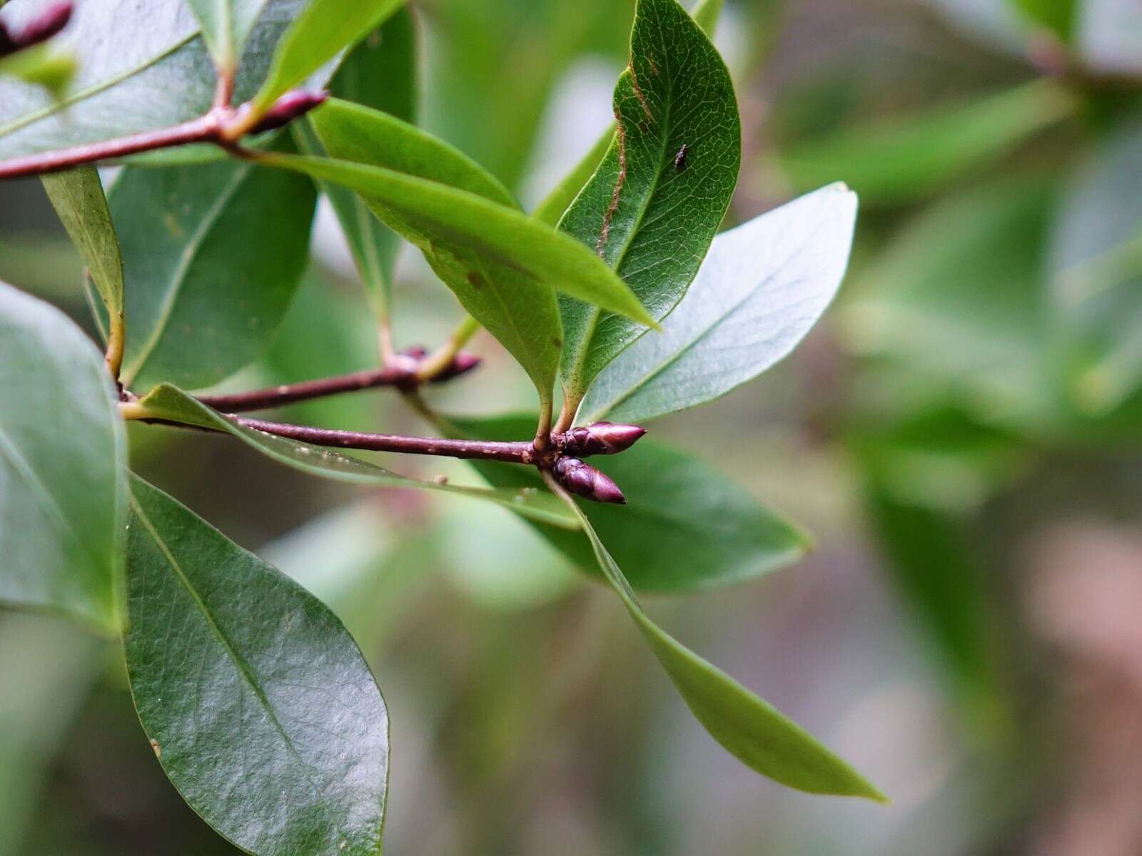 Sivun Pittosporum cornifolium A. Cunn. kuva