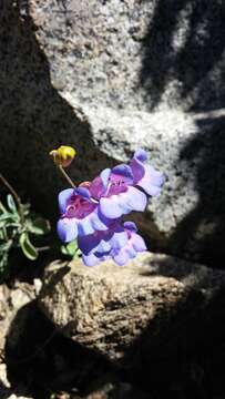 Image of azure penstemon