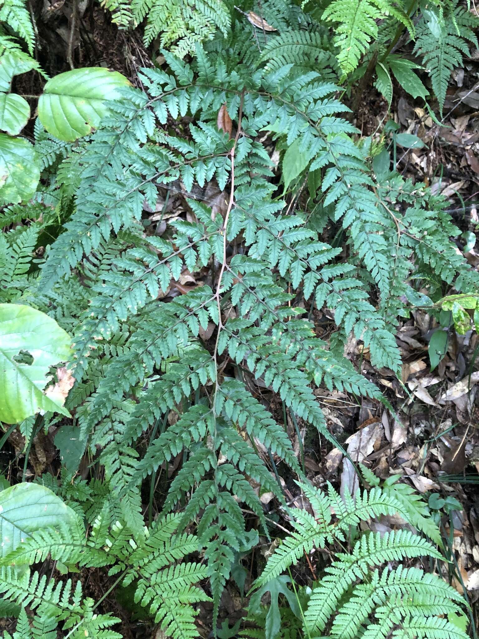 Image de Athyrium erythropodum Hayata