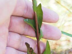 Imagem de <i>Solidago virgata</i>