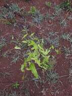 Image of Dioscorea bemandry Jum. & H. Perrier