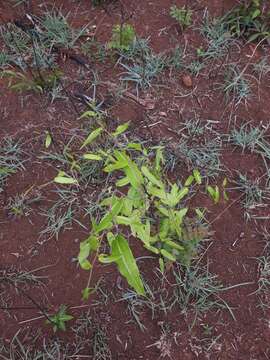 Image of Dioscorea bemandry Jum. & H. Perrier