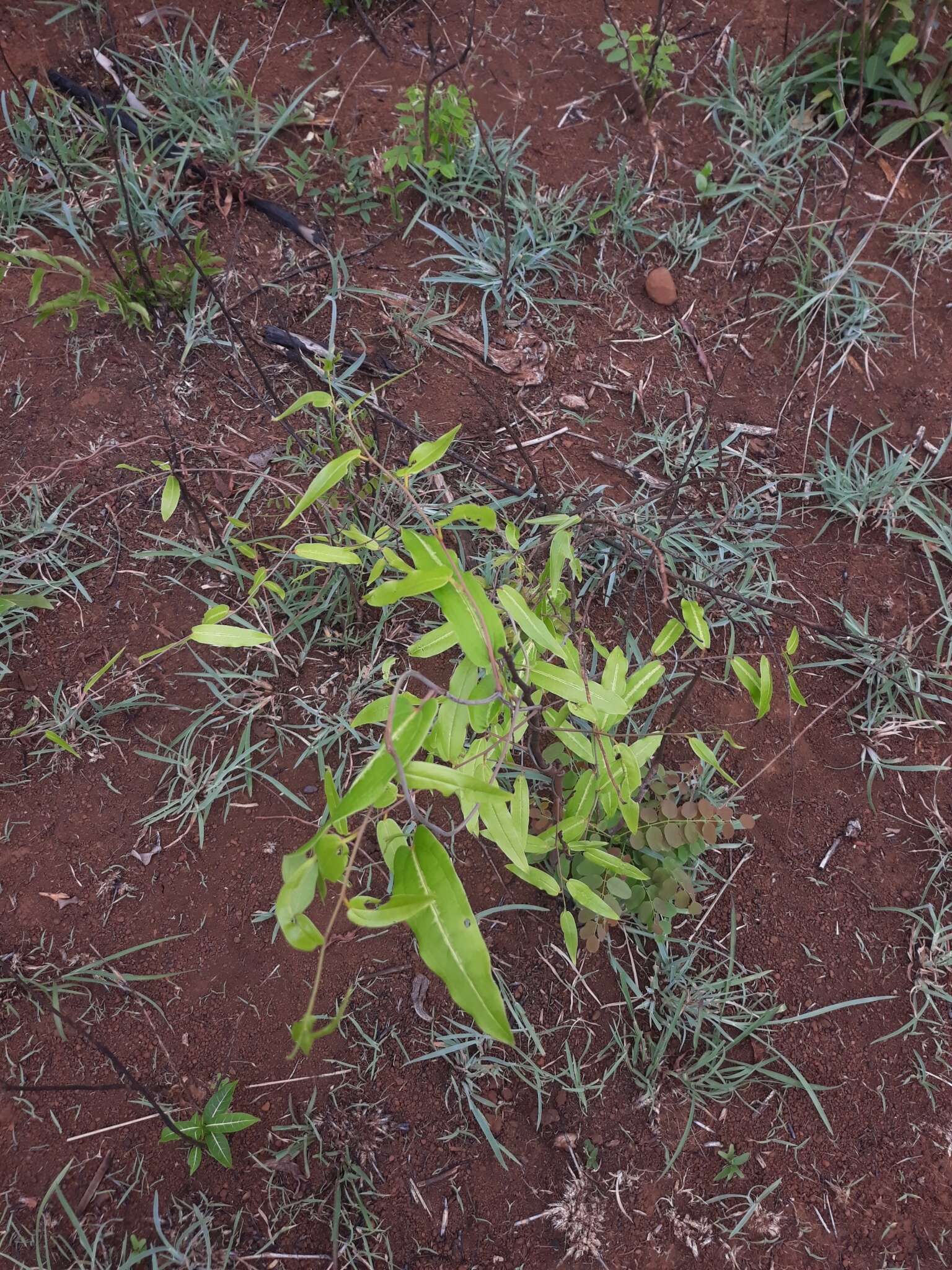 Imagem de Dioscorea bemandry Jum. & H. Perrier