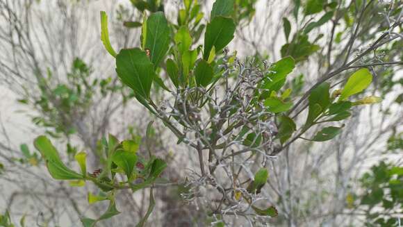 Image of Symphyopappus