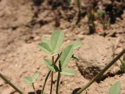 Image de Trifolium kingii subsp. productum (Greene) D. Heller