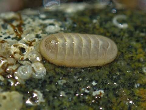 Image of Leptochiton cascadiensis Sigwart & C. Chen 2017