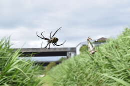 Imagem de Argiope amoena L. Koch 1878