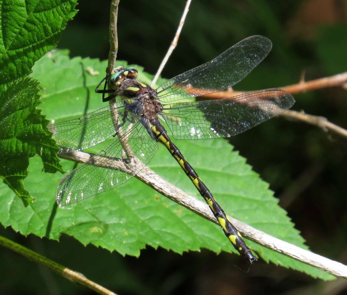 Image of Delta-spotted Spiketail