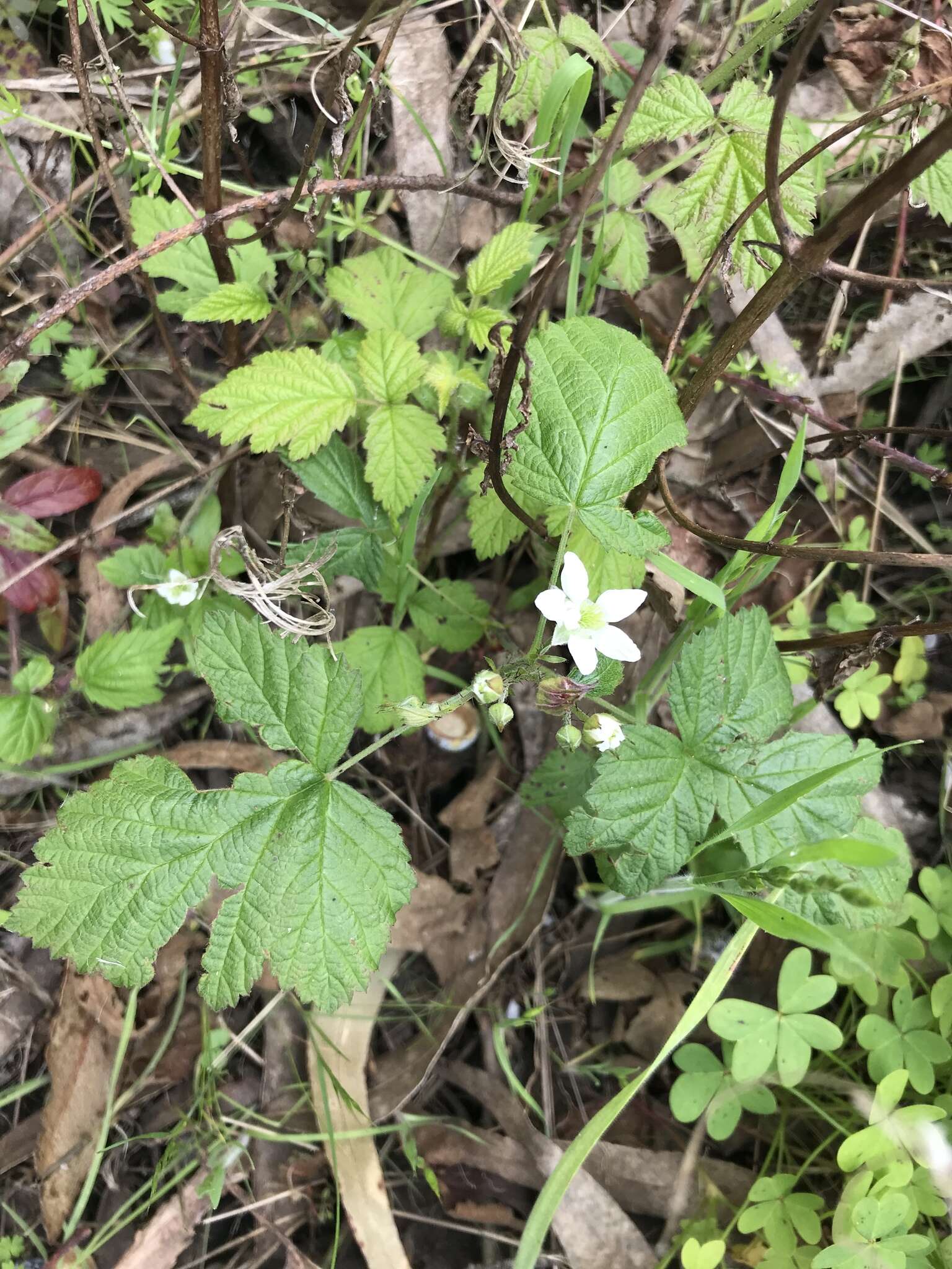 Rubus ursinus subsp. macropetalus (Dougl. ex Hook.) Taylor & Mac Bryde的圖片