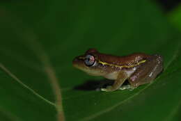 Image of Madagascar Reed Frog