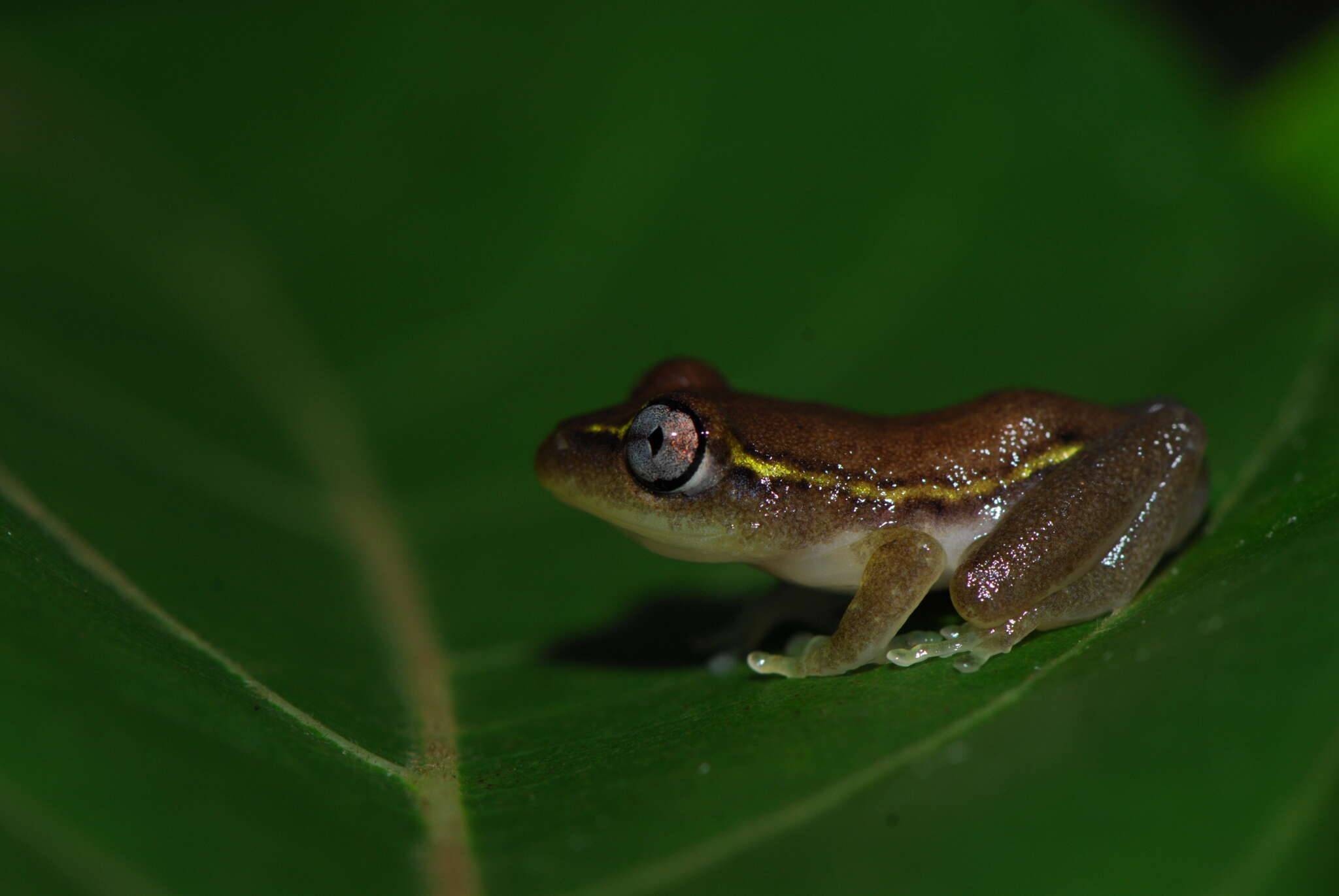 Image of Madagascar Reed Frog