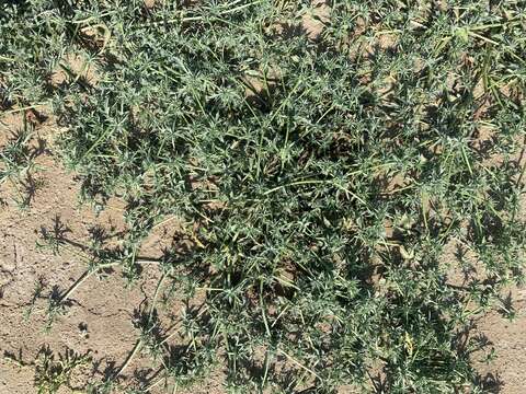 Eryngium aristulatum subsp. parishii (Coulter & Rose) R. M. Beauchamp resmi