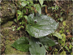 Image of Clematis tashiroi Maxim.