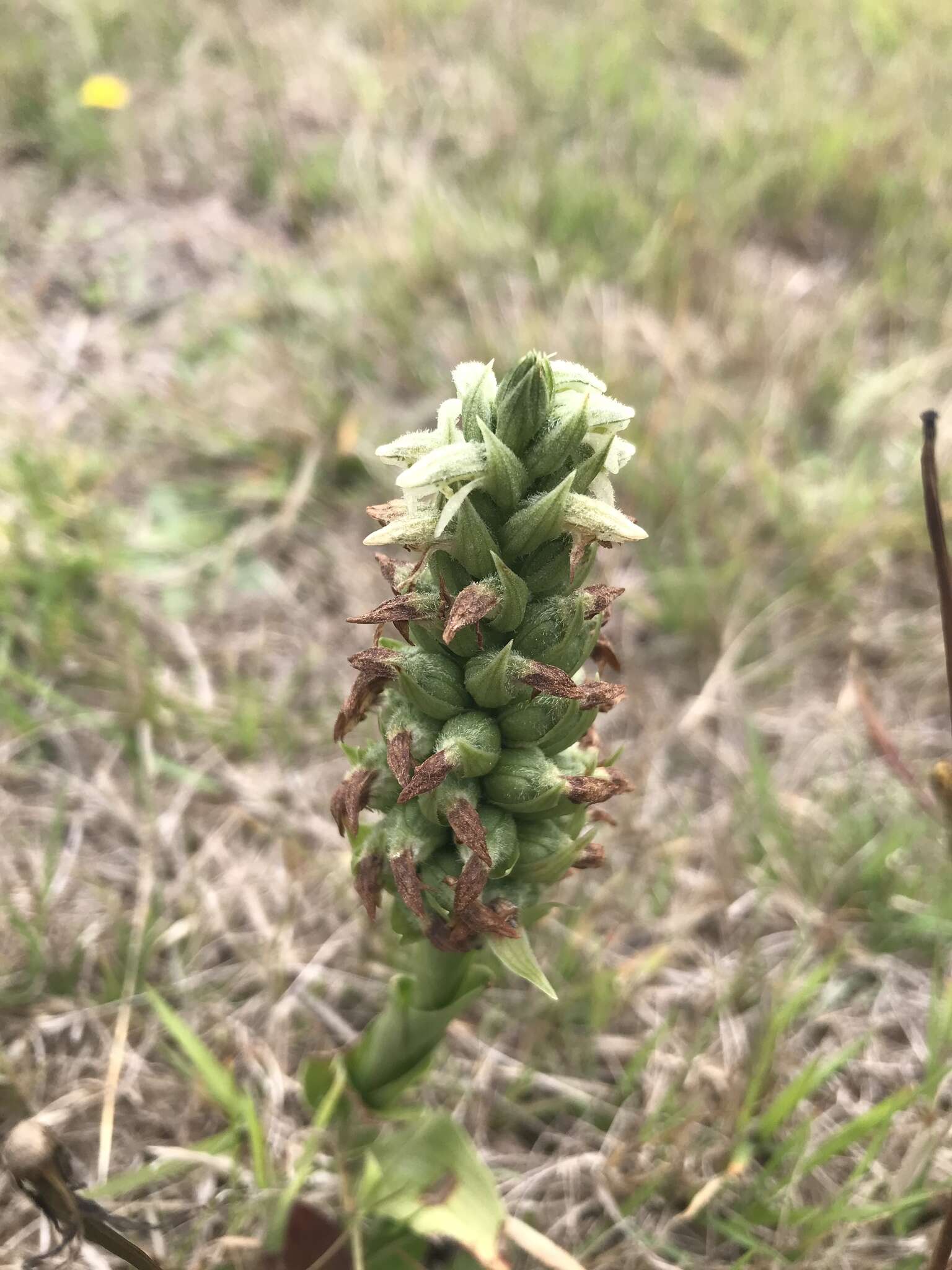 Imagem de Brachystele unilateralis (Poir.) Schltr.