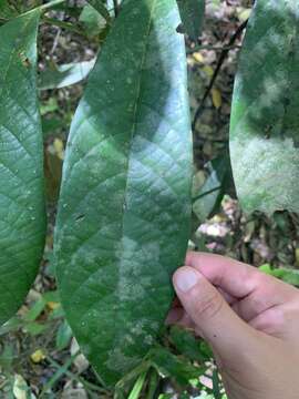 Image of Cryptocarya murrayi F. Müll.