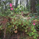 Image of Begonia fusibulba C. DC.