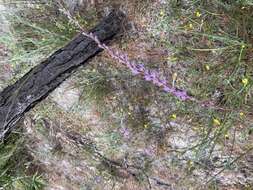 Image of shortleaf blazing star