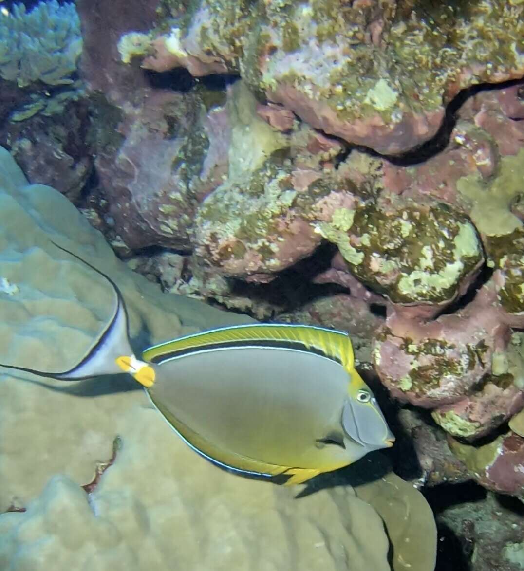 Image of Elegant Unicornfish