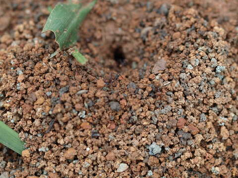 Image of Leaf-cutter ant