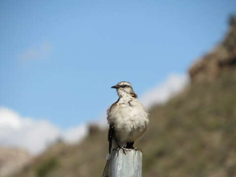 Image of Brown-backed Mockingbird