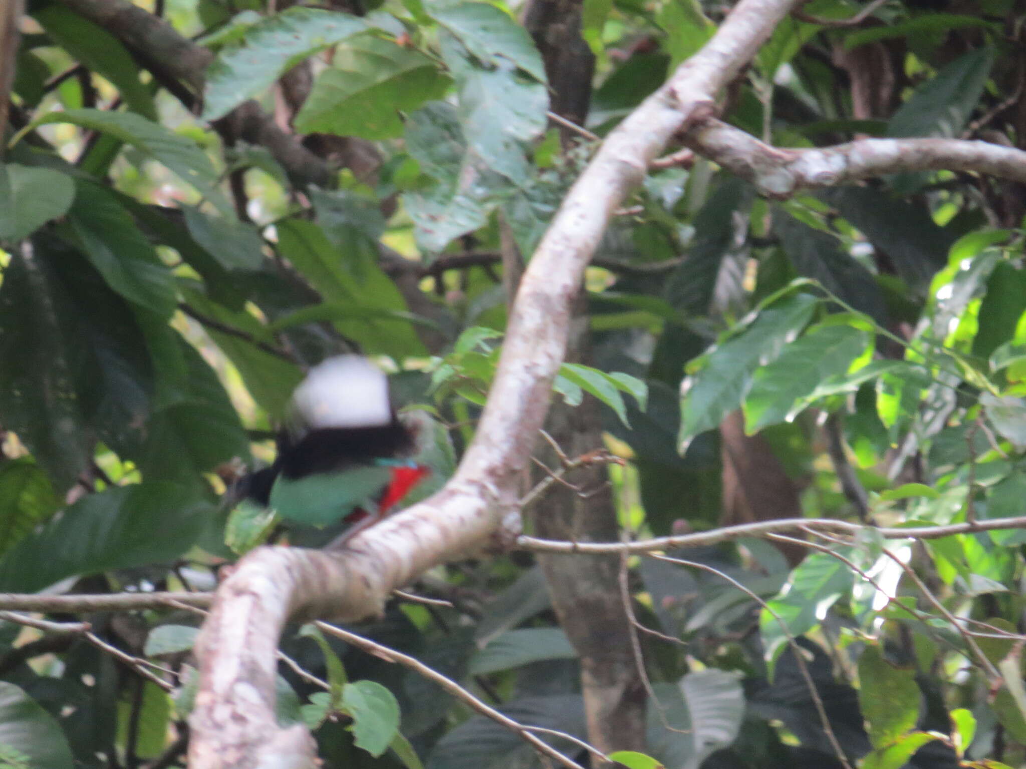 Pitta sordida mulleri (Bonaparte 1850) resmi