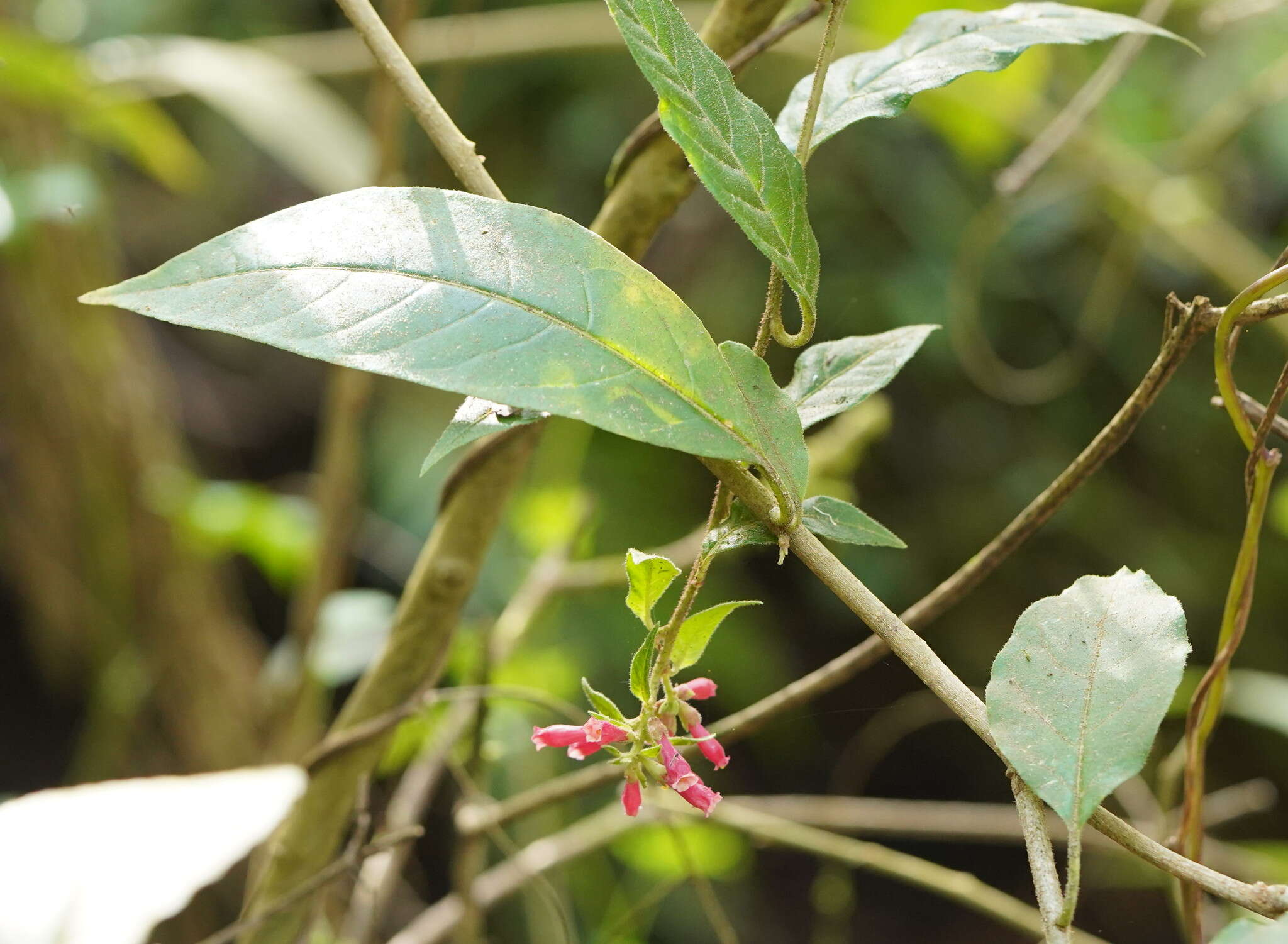 Image of purple cestrum