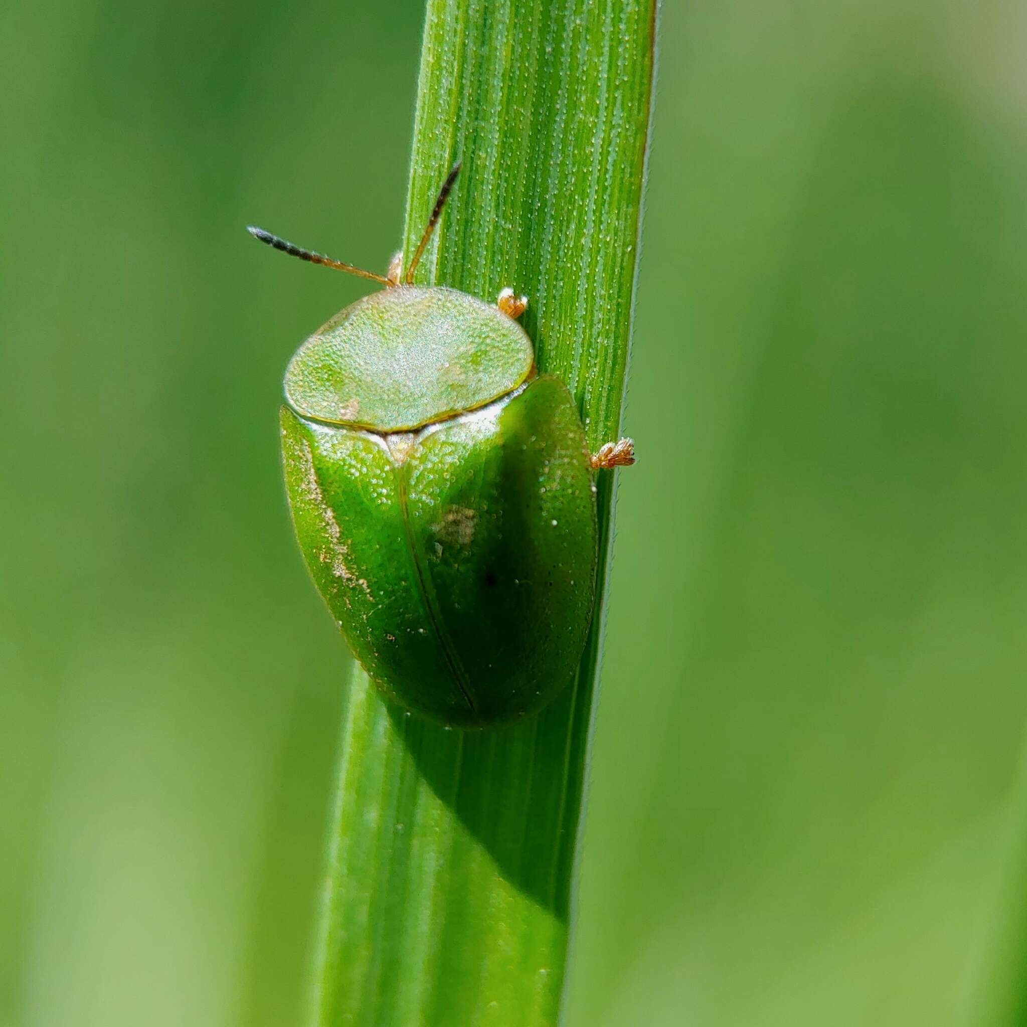 Image of Cassida (Odontionycha) viridis Linnaeus 1758