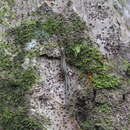 Image of Java Forest Skink