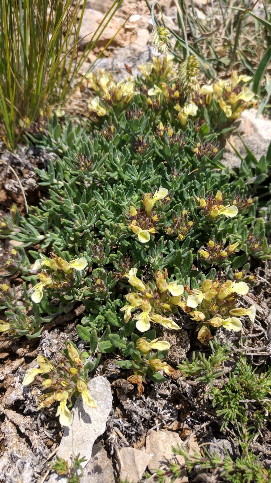 Sivun Teucrium montanum subsp. montanum kuva