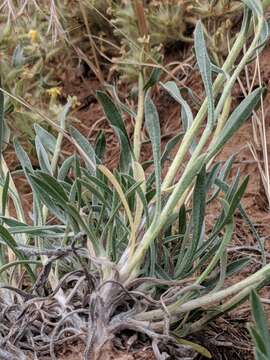 Image of Brenda's yellow cryptantha