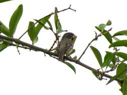 Image of Parrot-billed Seedeater