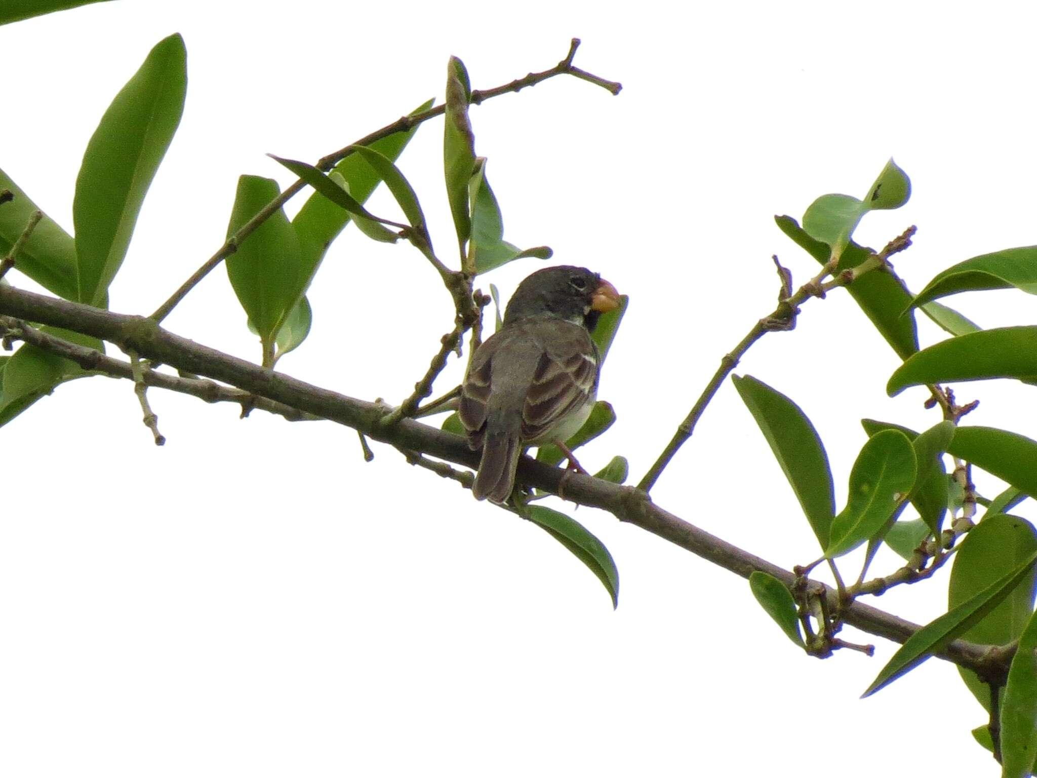 Image of Parrot-billed Seedeater