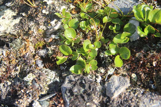 Image of barren ground willow