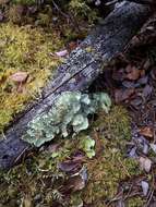 Image of arctic kidney lichen