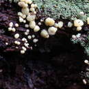 Sivun Trichoderma chromospermum P. Chaverri & Samuels 2003 kuva