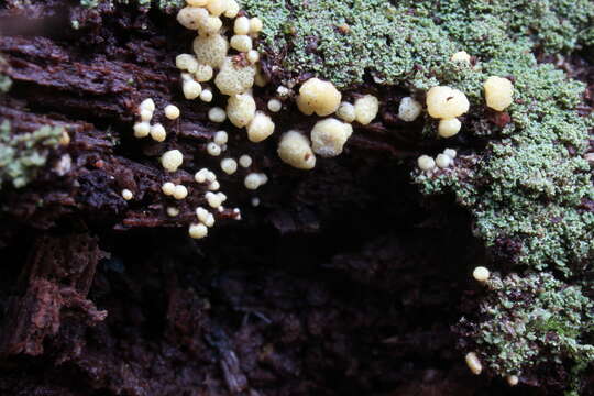 Sivun Trichoderma chromospermum P. Chaverri & Samuels 2003 kuva