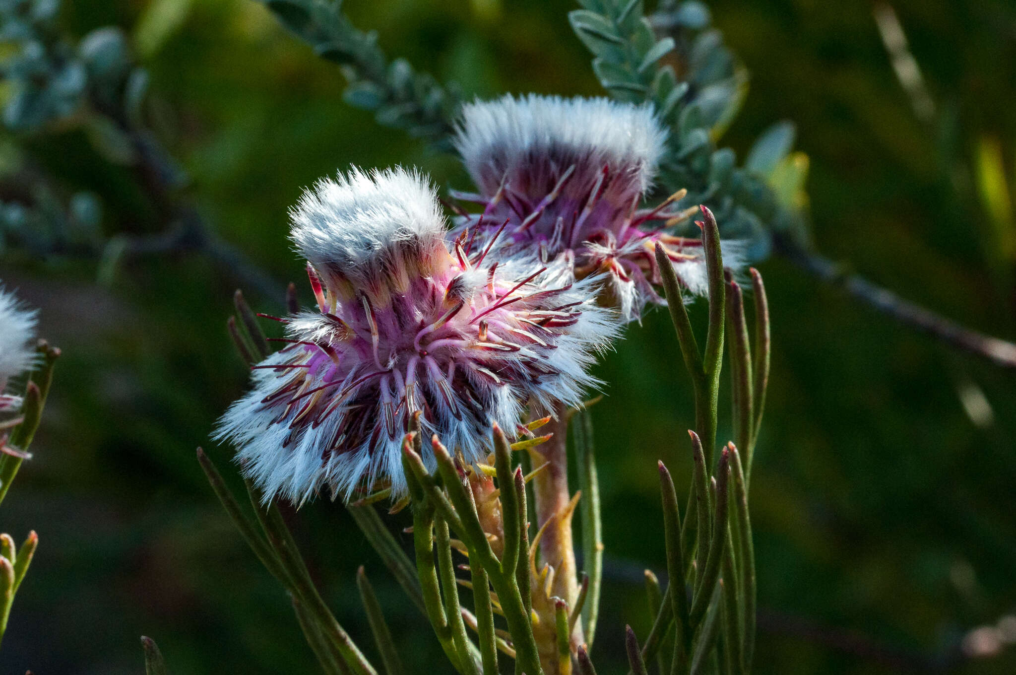 Image of Serruria heterophylla Meissn.