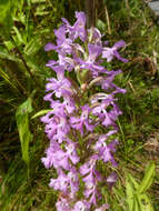 Image of Lesser purple fringed orchid