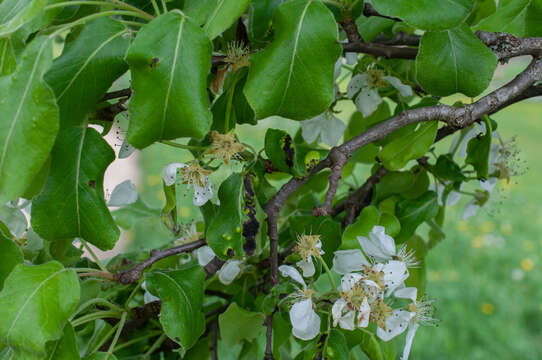 Plancia ëd Taphrina bullata (Berk.) Tul. 1866