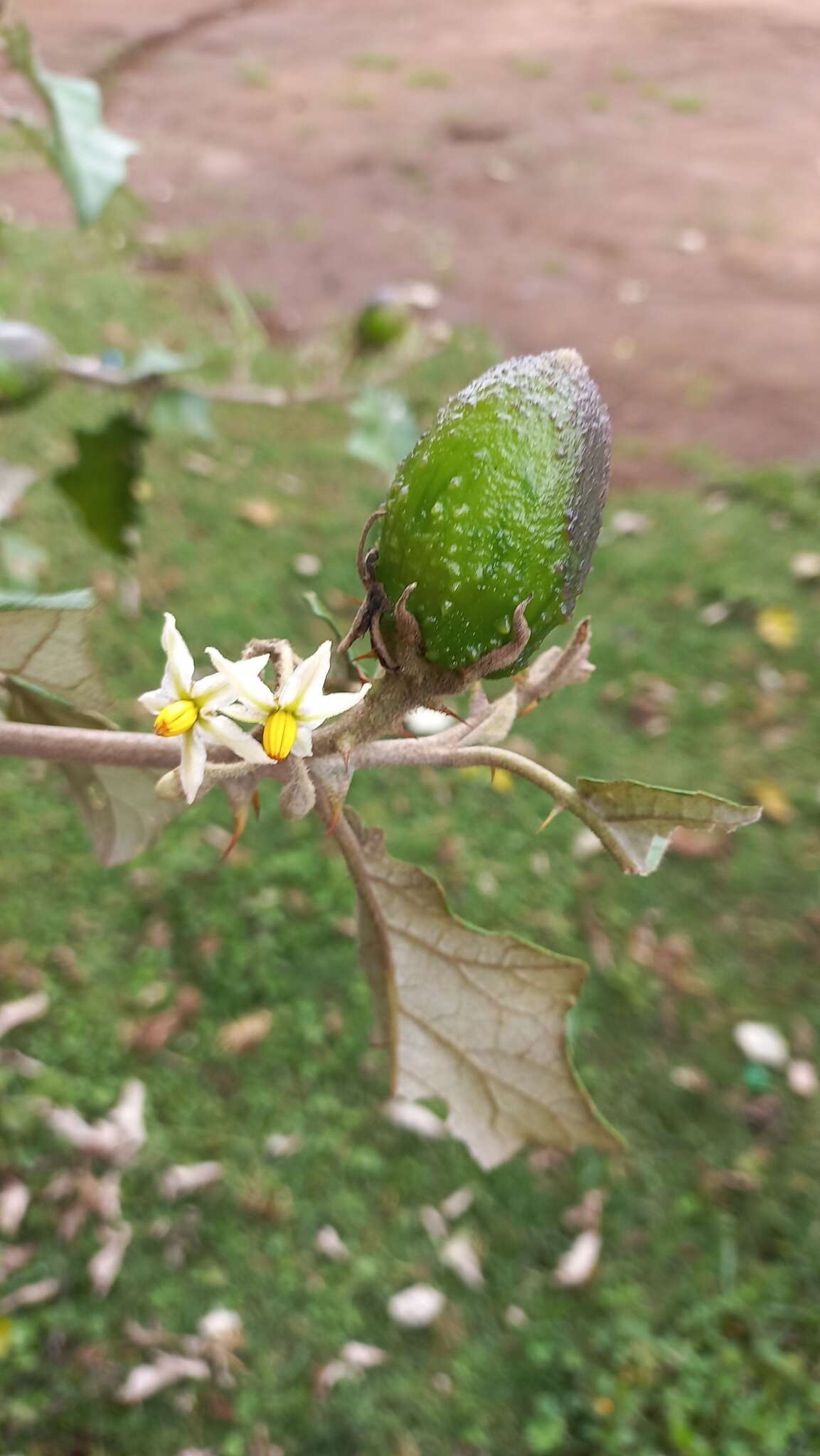 Plancia ëd Solanum aculeastrum Dun.