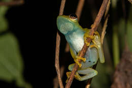 Image of Spiny-throated Reed Frog