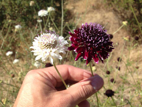 Image of Sixalix atropurpurea (L.) W. Greuter & Burdet