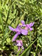 Image of Oklahoma grasspink