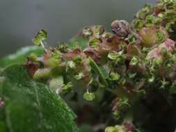 Image de Zelkova abelicea (Lam.) Boiss.