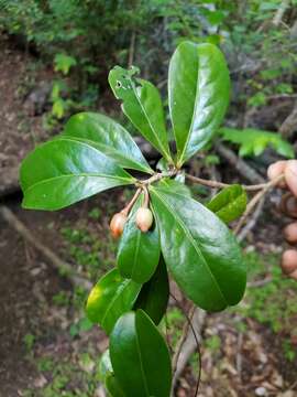 Erythroxylum coffeifolium Baill.的圖片