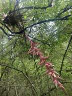 Tillandsia eizii L. B. Sm. resmi