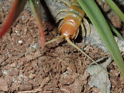 Image of Common Desert Centipede