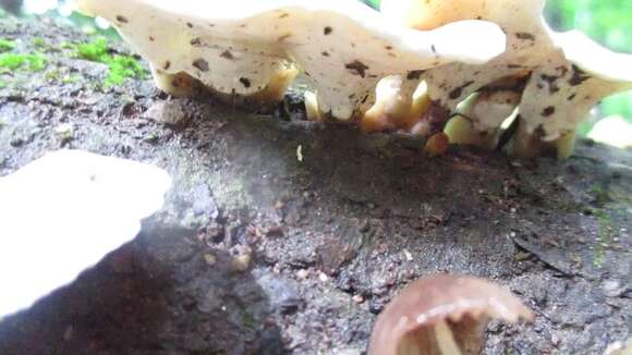 Image of Loweomyces fractipes (Berk. & M. A. Curtis) Jülich 1982